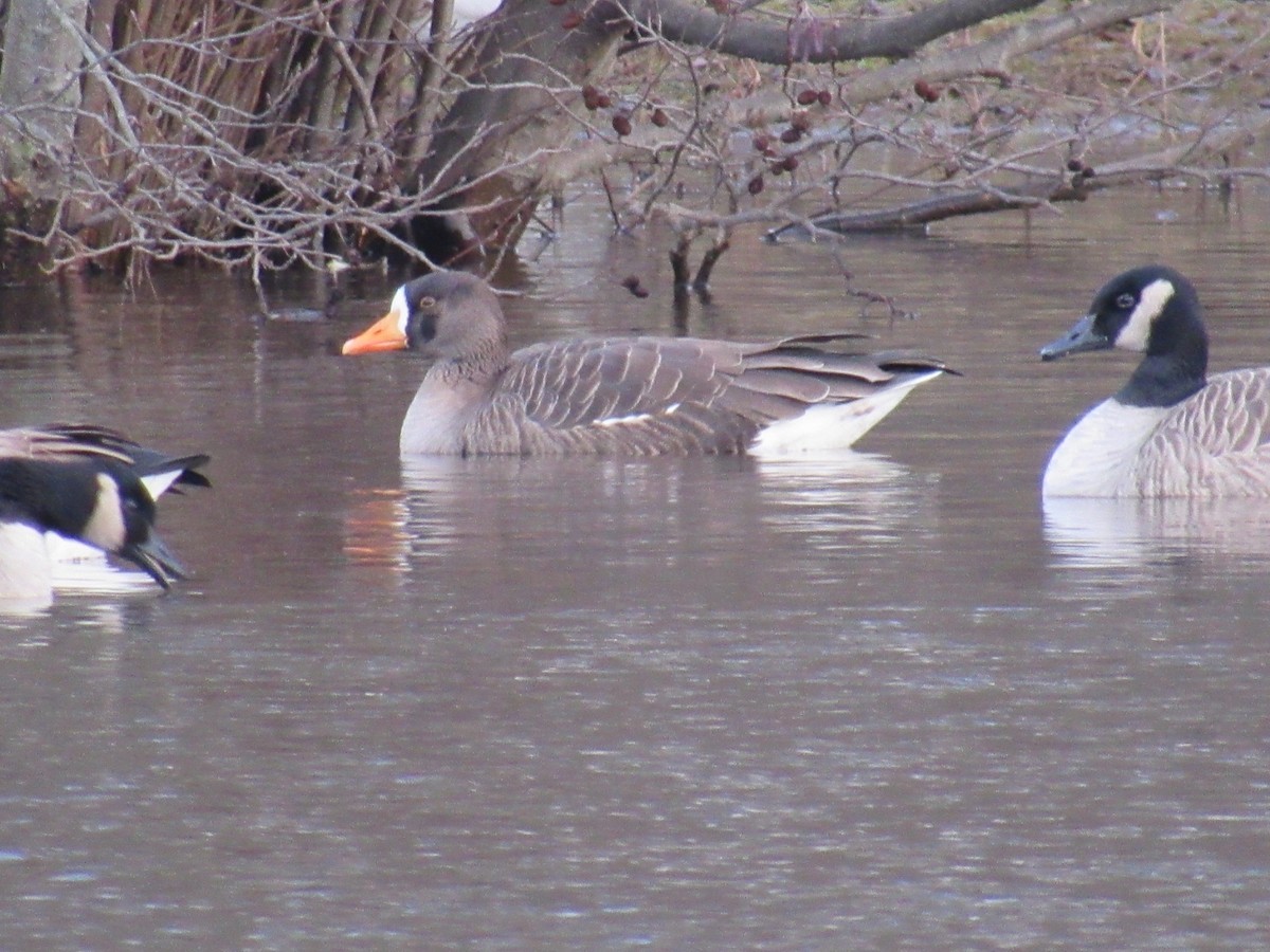 Greater White-fronted Goose - ML130432861