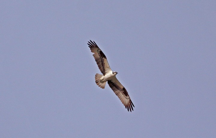 Osprey - ML130434281