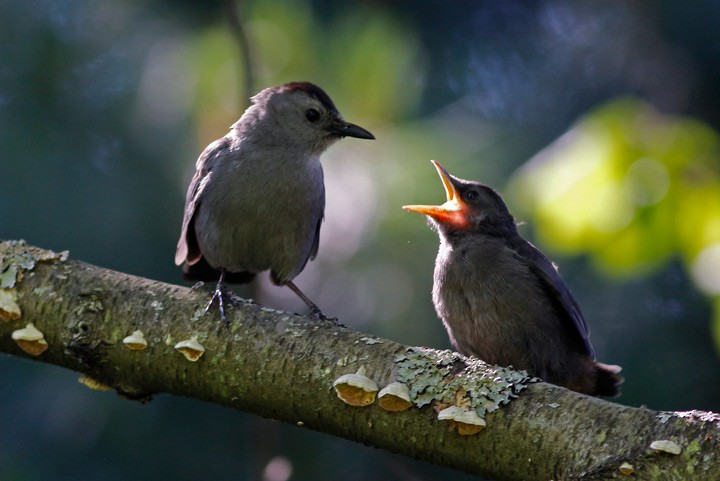 Katzenspottdrossel - ML130434851