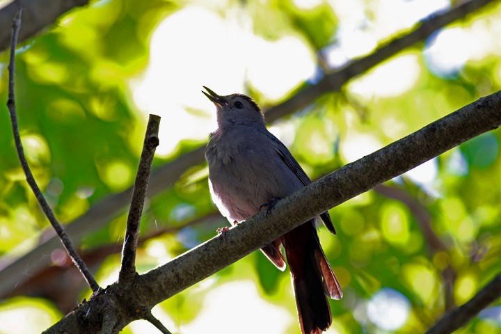 Katzenspottdrossel - ML130434861