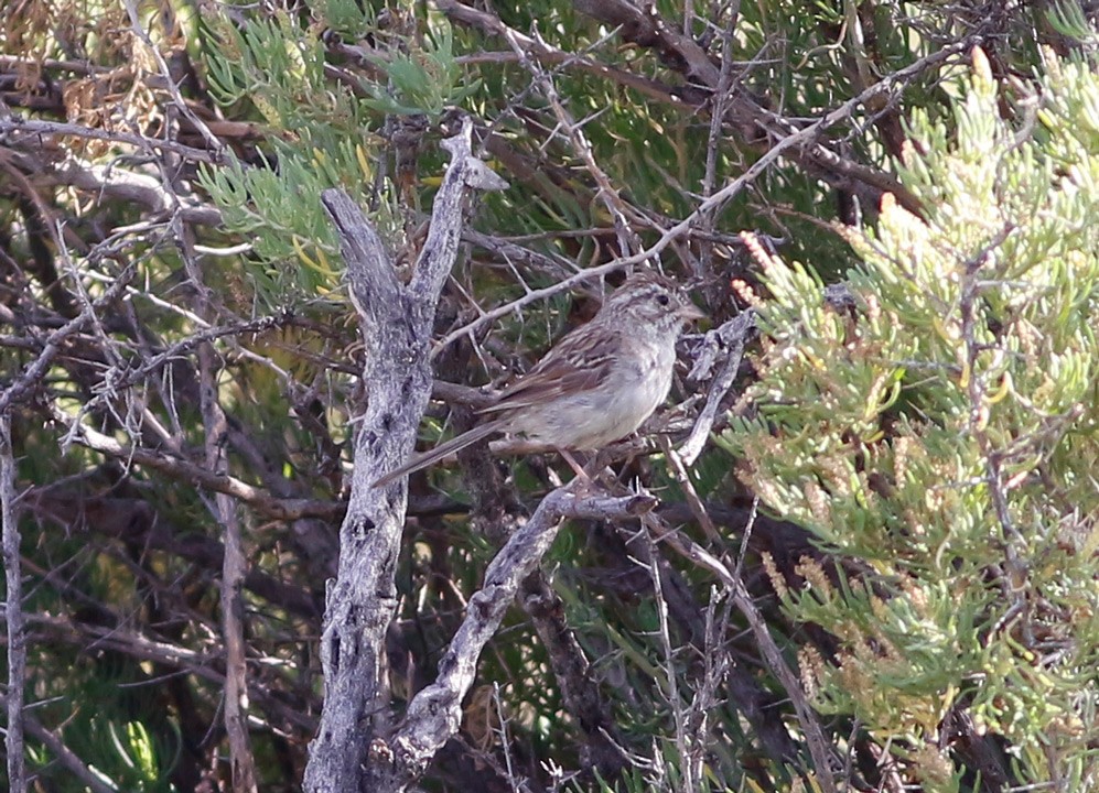 Chipping Sparrow - ML130435551