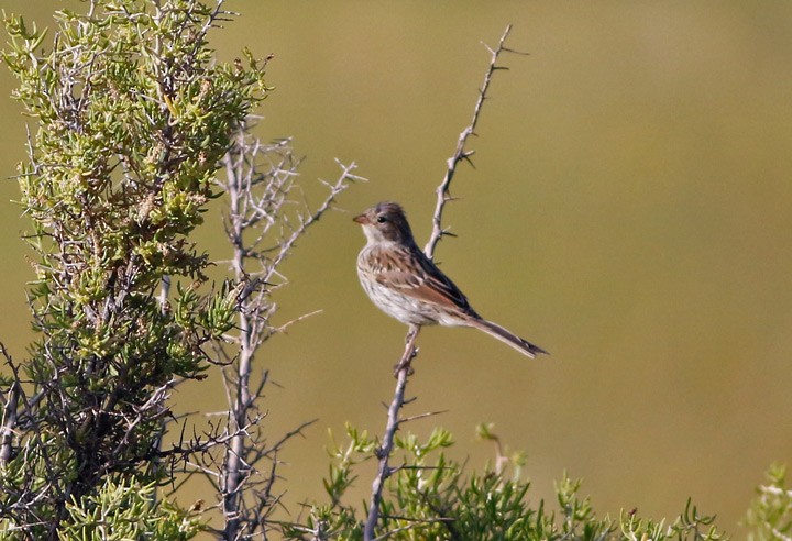 Chipping Sparrow - ML130435561