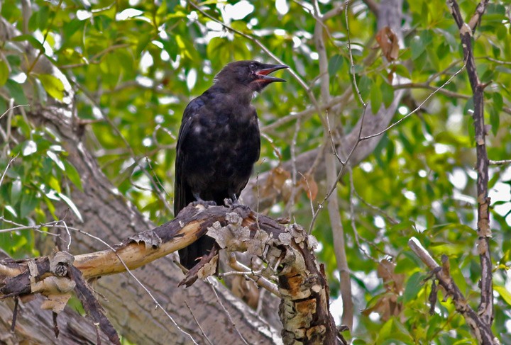 American Crow - ML130435721