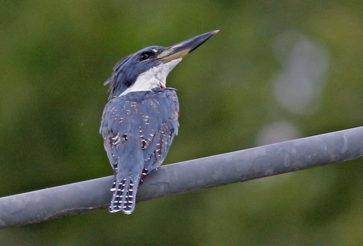 Ringed Kingfisher - ML130436381