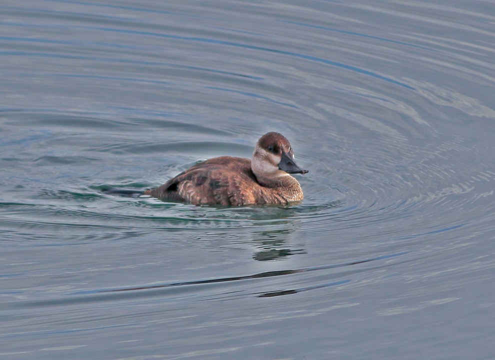 Ruddy Duck - ML130437491