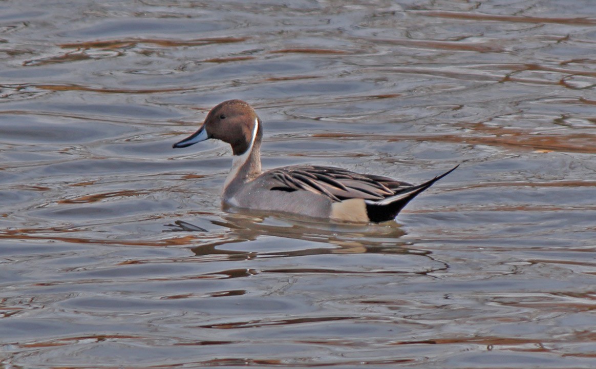 Northern Pintail - Kris Petersen