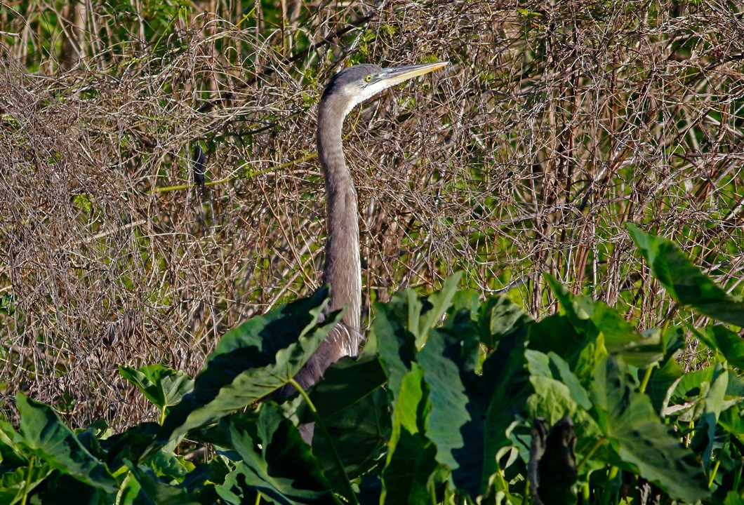 Great Blue Heron - ML130442131