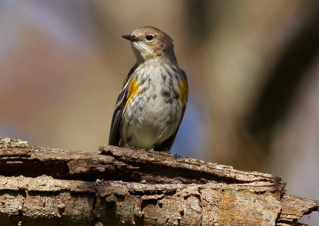 Yellow-rumped Warbler (Myrtle) - ML130442201