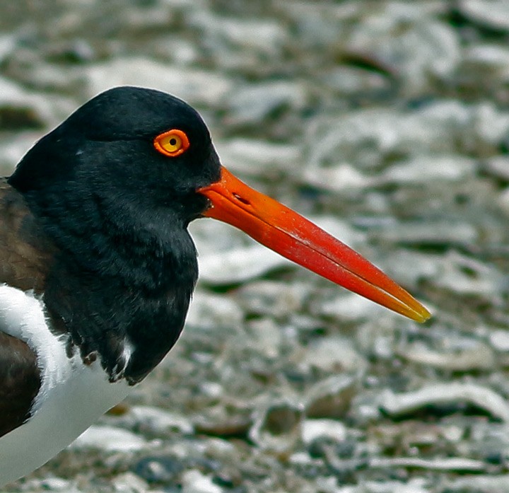 American Oystercatcher - ML130443581