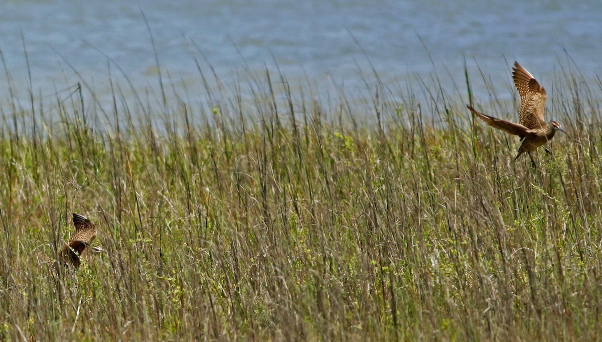 Regenbrachvogel - ML130443621