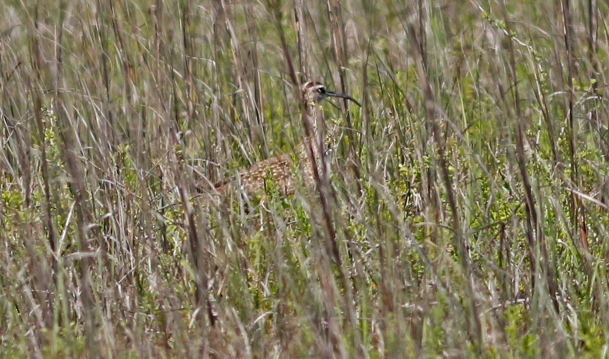 Regenbrachvogel - ML130443631