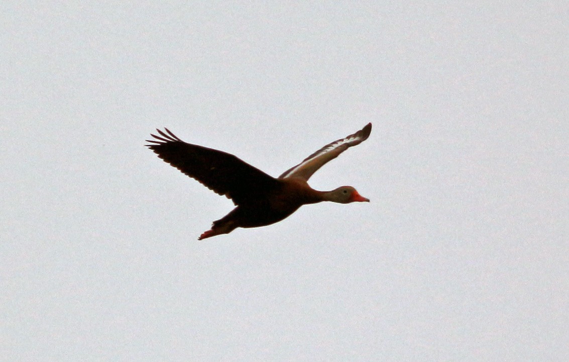 Black-bellied Whistling-Duck - Kris Petersen