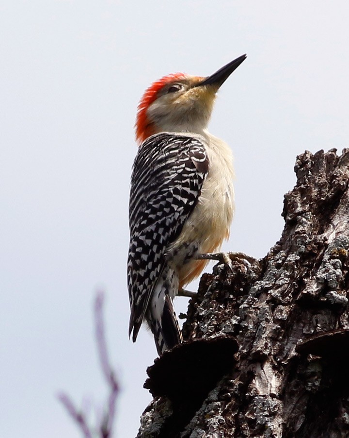 Red-bellied Woodpecker - ML130443881