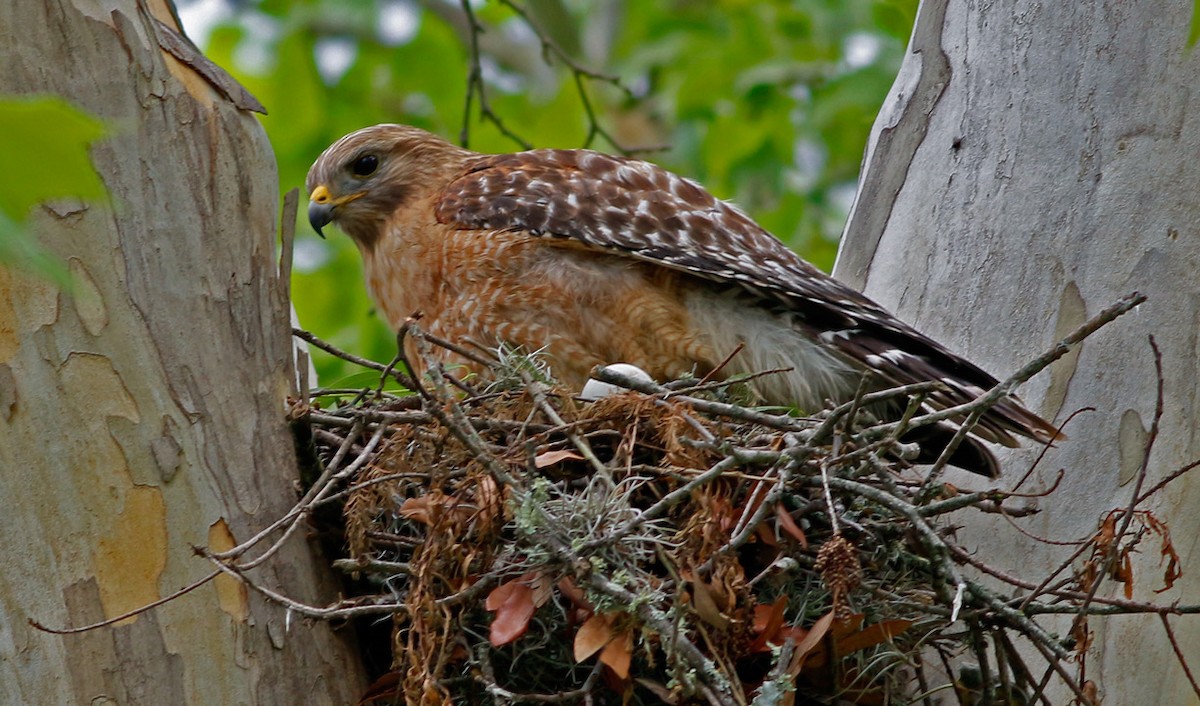 Red-shouldered Hawk - Kris Petersen