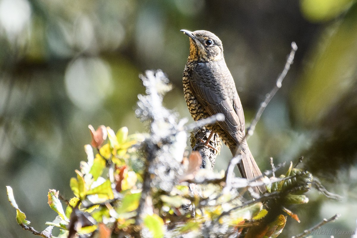 Chestnut-bellied Rock-Thrush - ML130444961