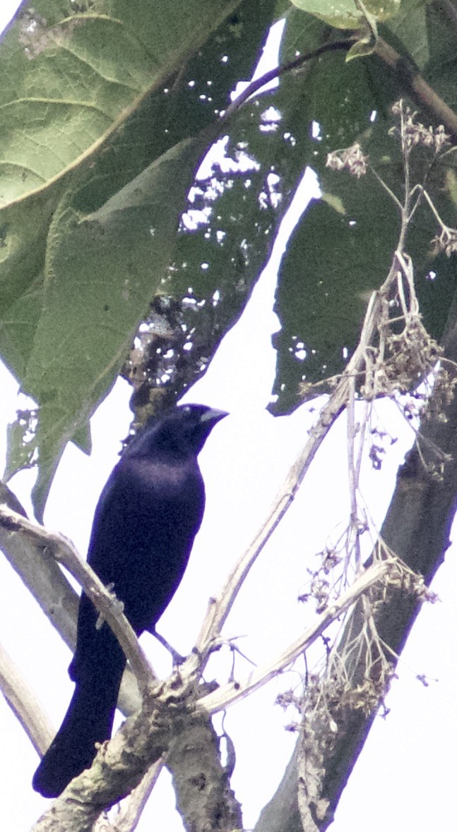 Giant Cowbird - ML130445851