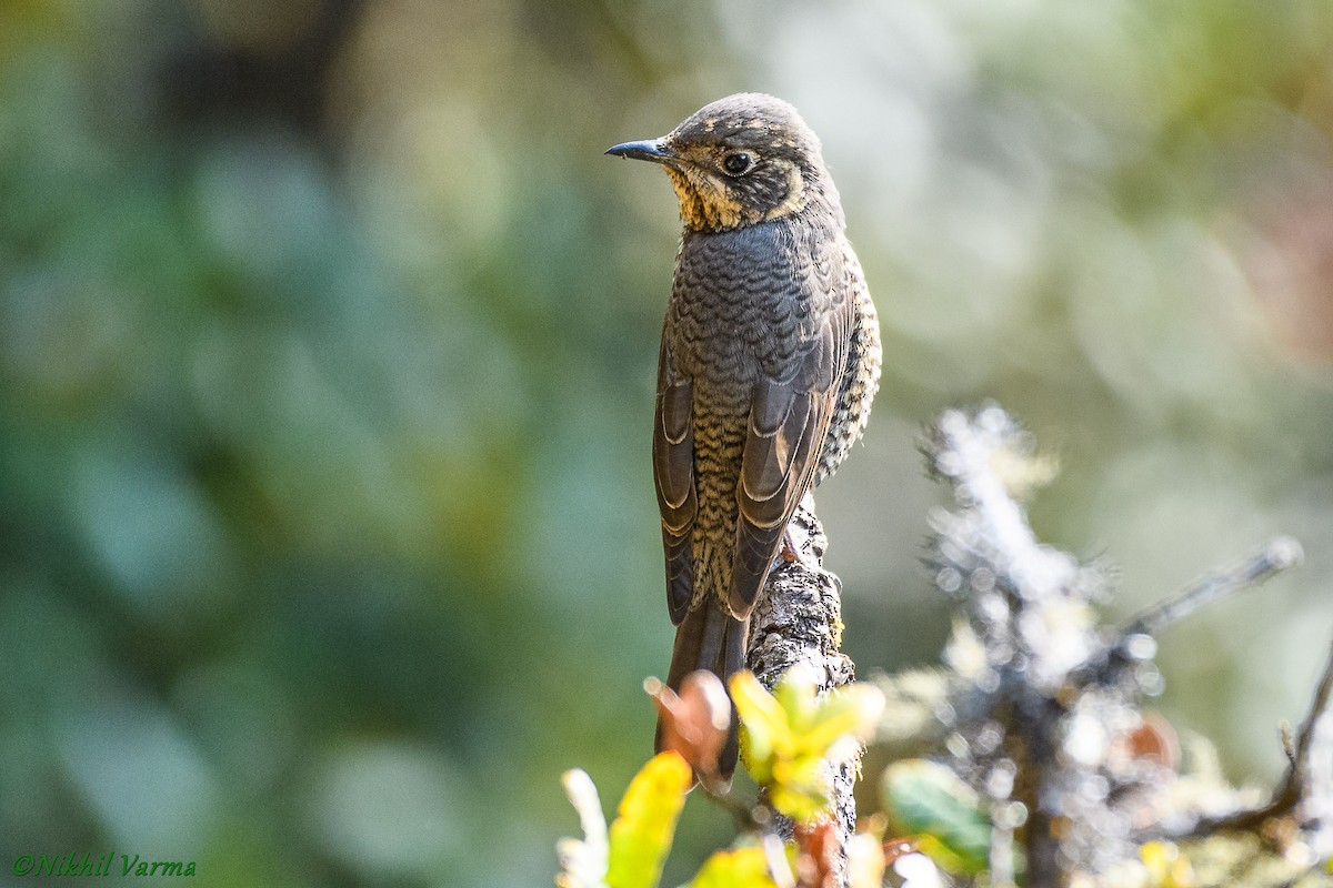 Chestnut-bellied Rock-Thrush - Nikhil Varma