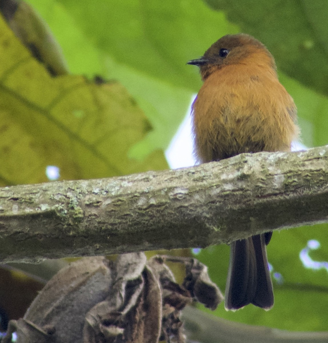 Cinnamon Flycatcher - ML130446491