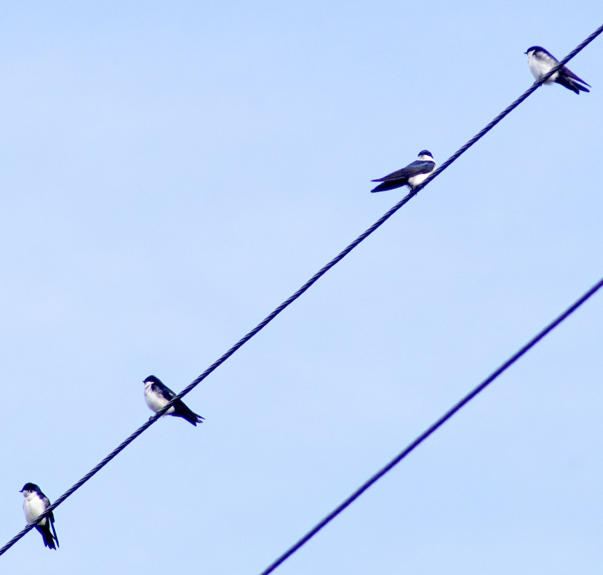 Blue-and-white Swallow - ML130446501