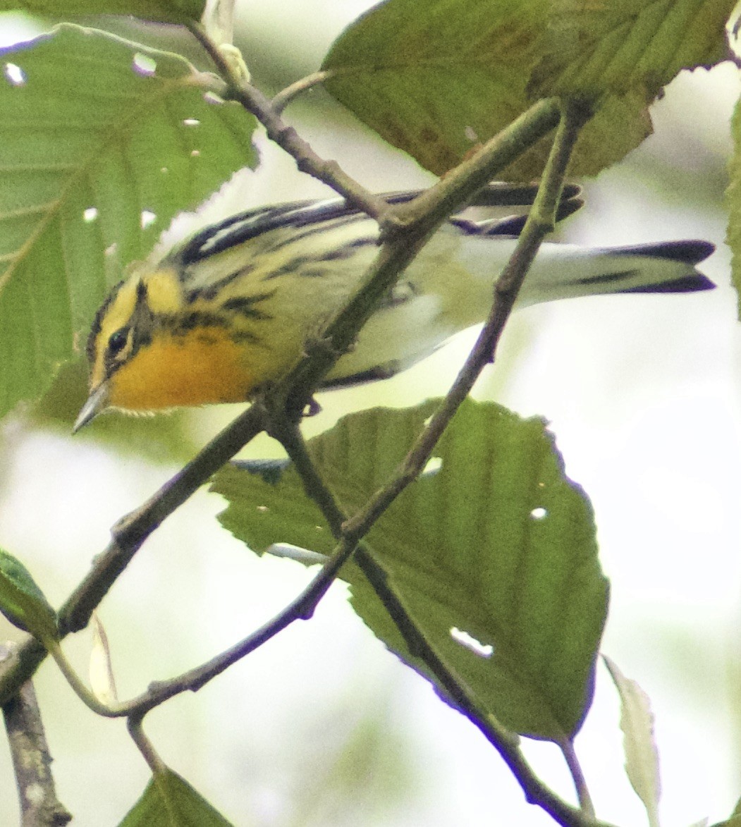 Blackburnian Warbler - ML130446591