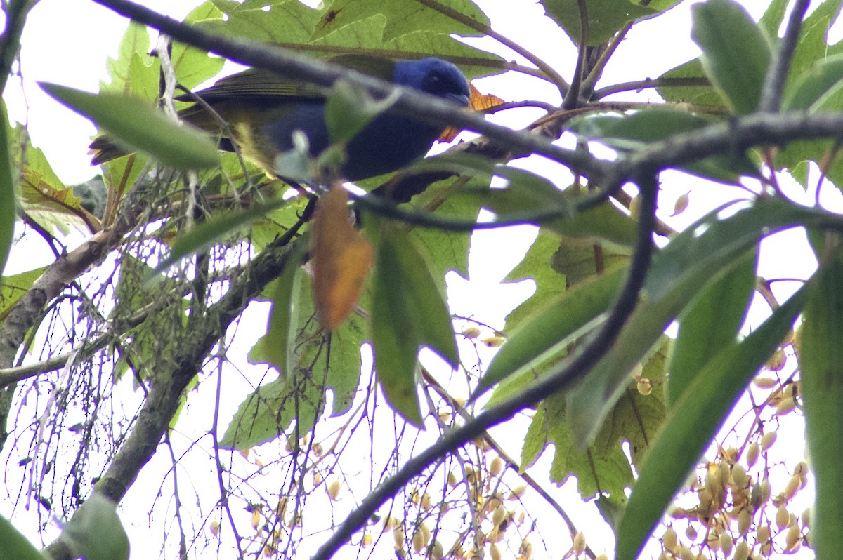 Blue-capped Tanager - ML130446911