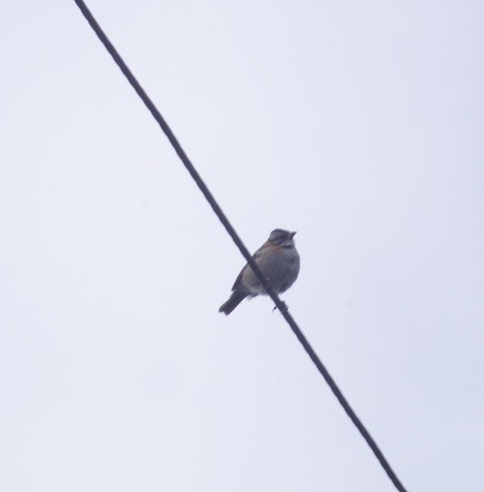 Rufous-collared Sparrow - ML130447151