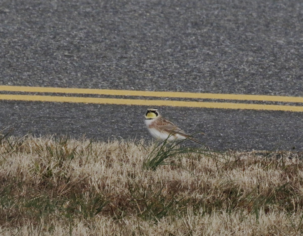 Horned Lark - ML130447451