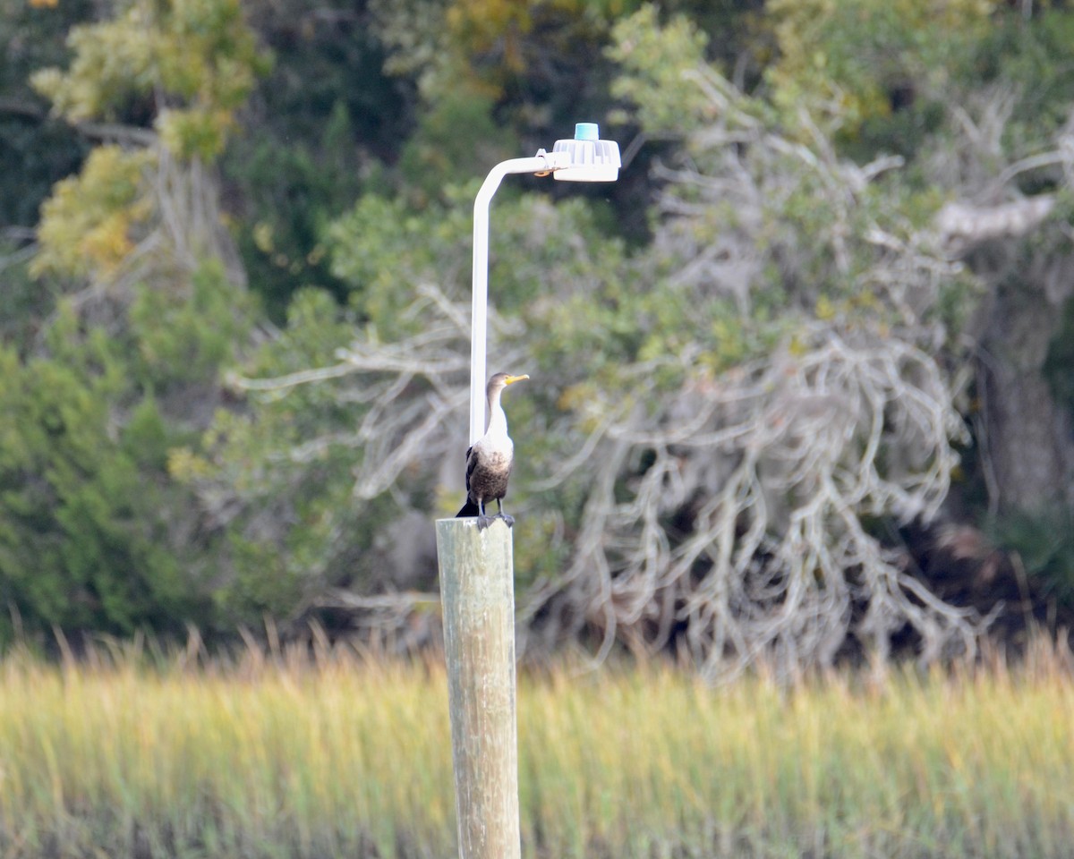 Double-crested Cormorant - James Hill