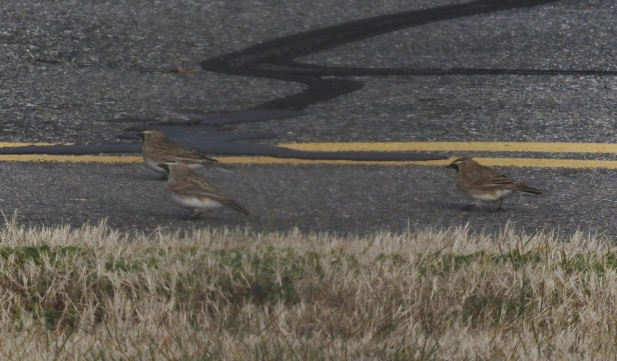 Horned Lark - ML130447501