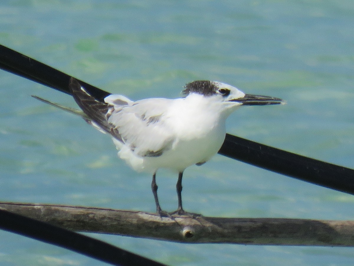 Charrán Patinegro (acuflavidus) - ML130448161