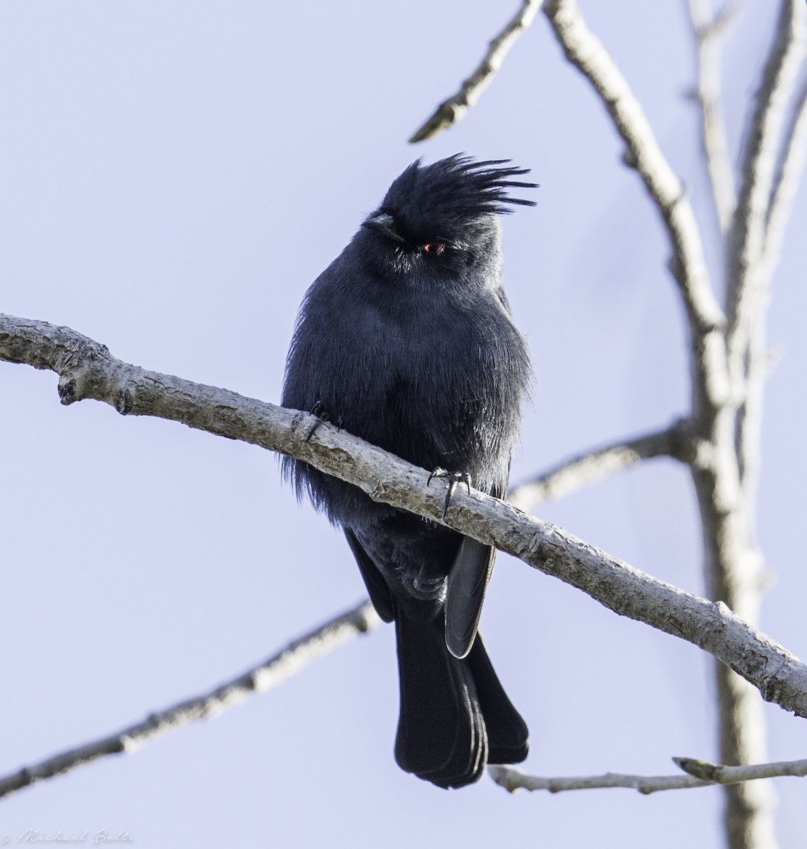 Phainopepla - Michael Bolte