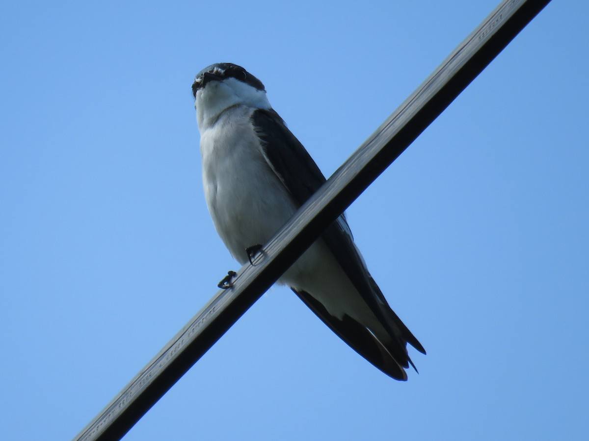 Golondrina de Manglar - ML130448801