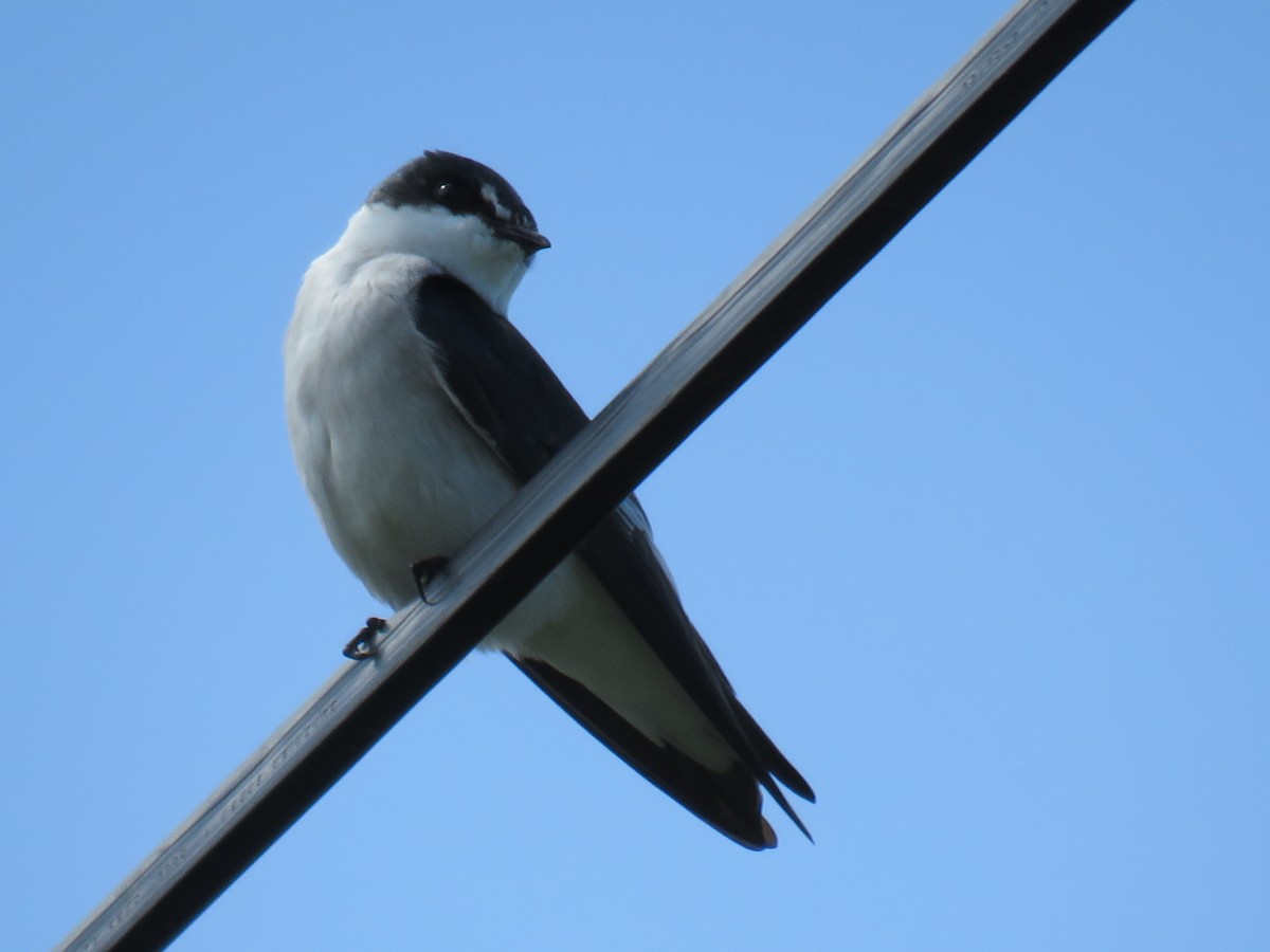 Mangrove Swallow - ML130448811