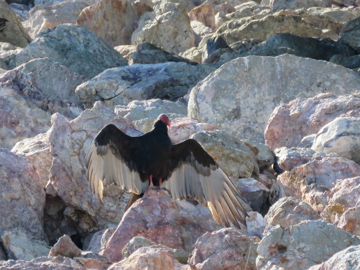 Urubu à tête rouge - ML130449831