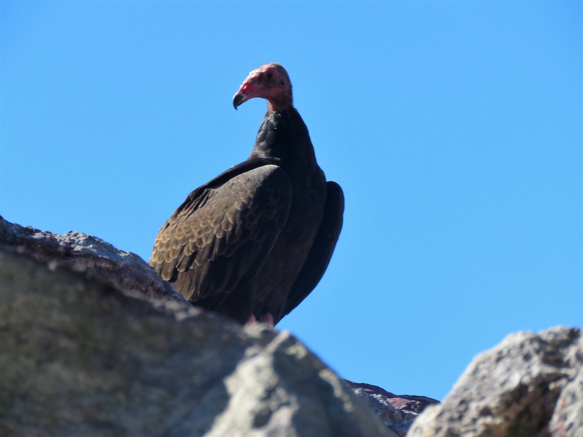 Urubu à tête rouge - ML130449841