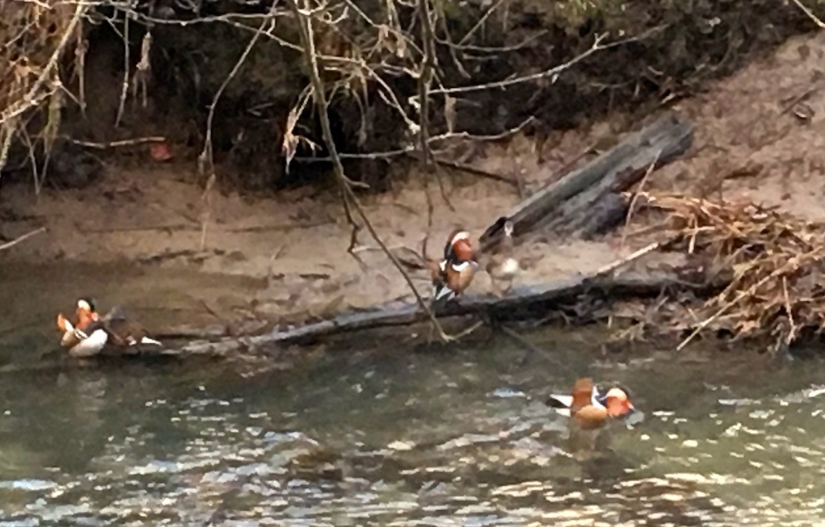 Mandarin Duck - ML130450701