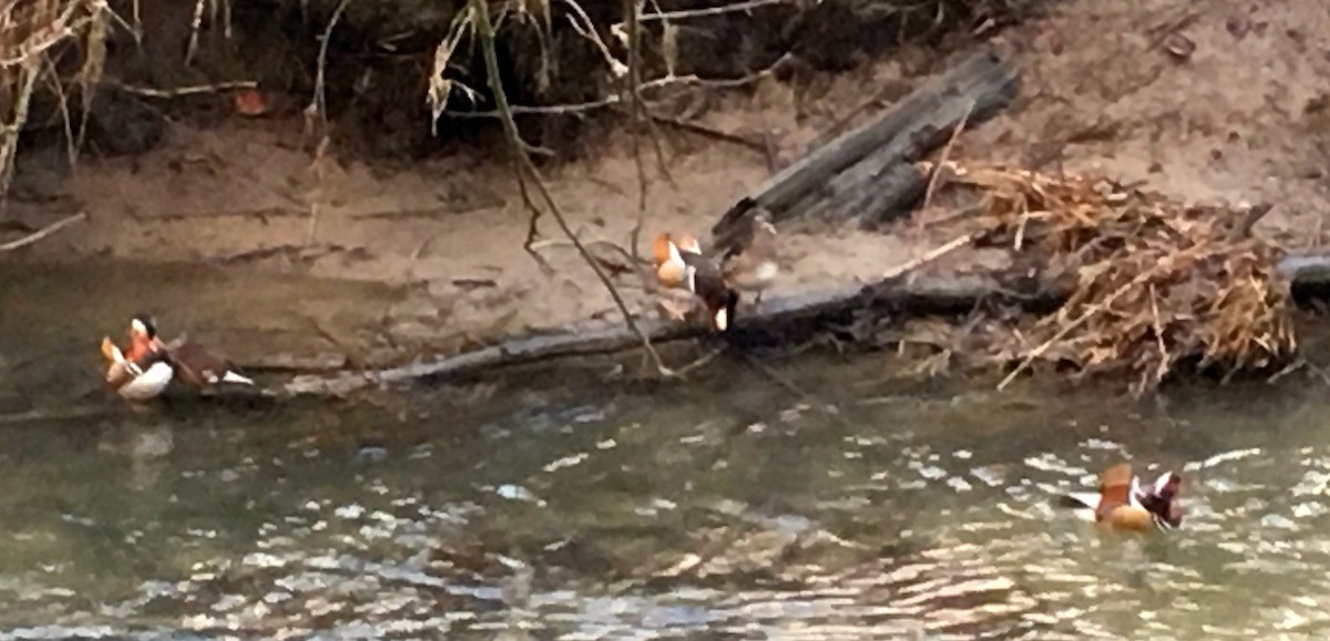 Mandarin Duck - ML130450761