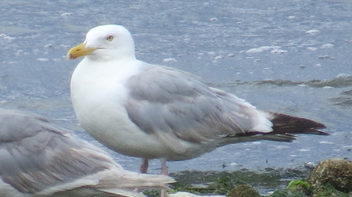 Herring Gull - ML130451111