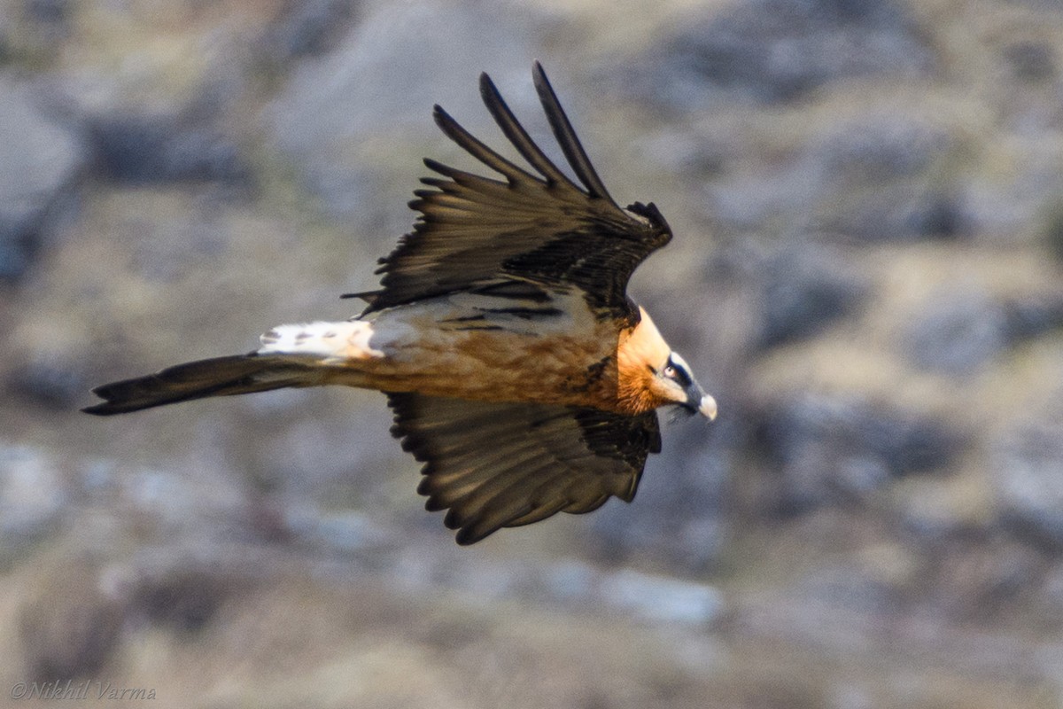 Bearded Vulture - ML130452311