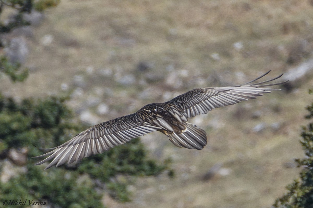 Bearded Vulture - Nikhil Varma