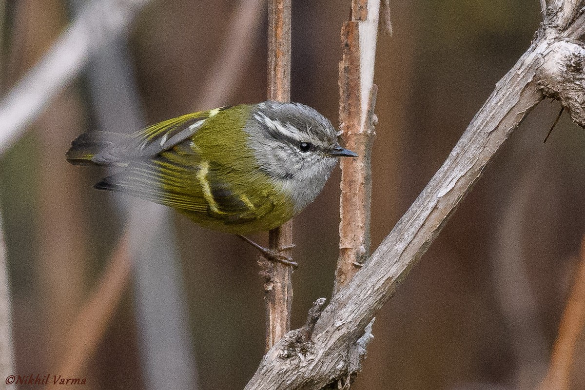 Ashy-throated Warbler - Nikhil Varma