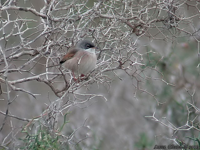 Spectacled Warbler - ML130454311