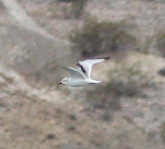 Black-legged Kittiwake - ML130455701