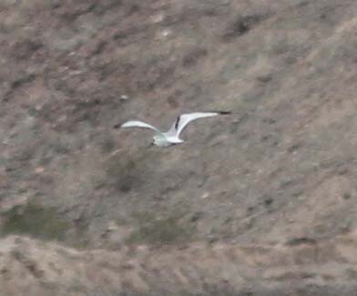 Black-legged Kittiwake - ML130455711