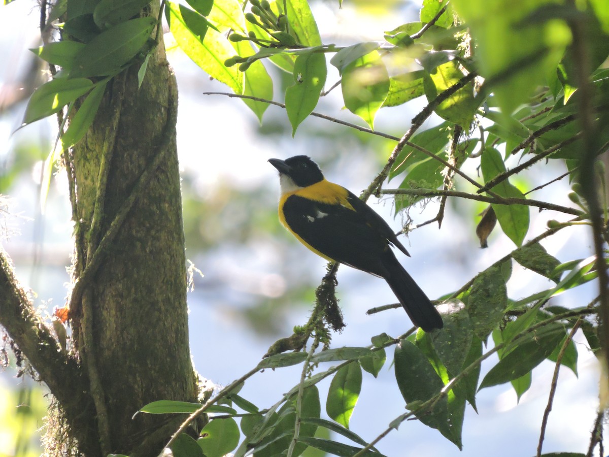 White-throated Shrike-Tanager - ML130457271