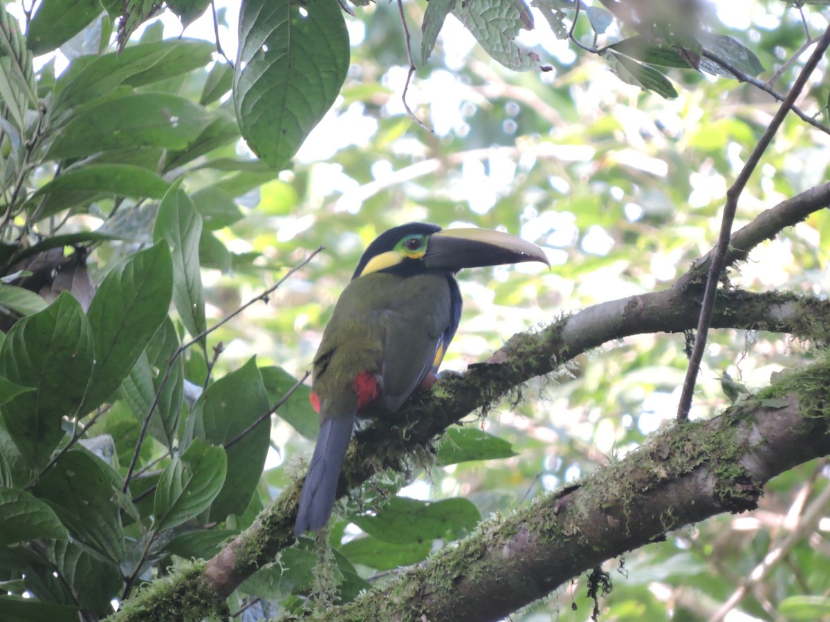 Yellow-eared Toucanet - ML130457291