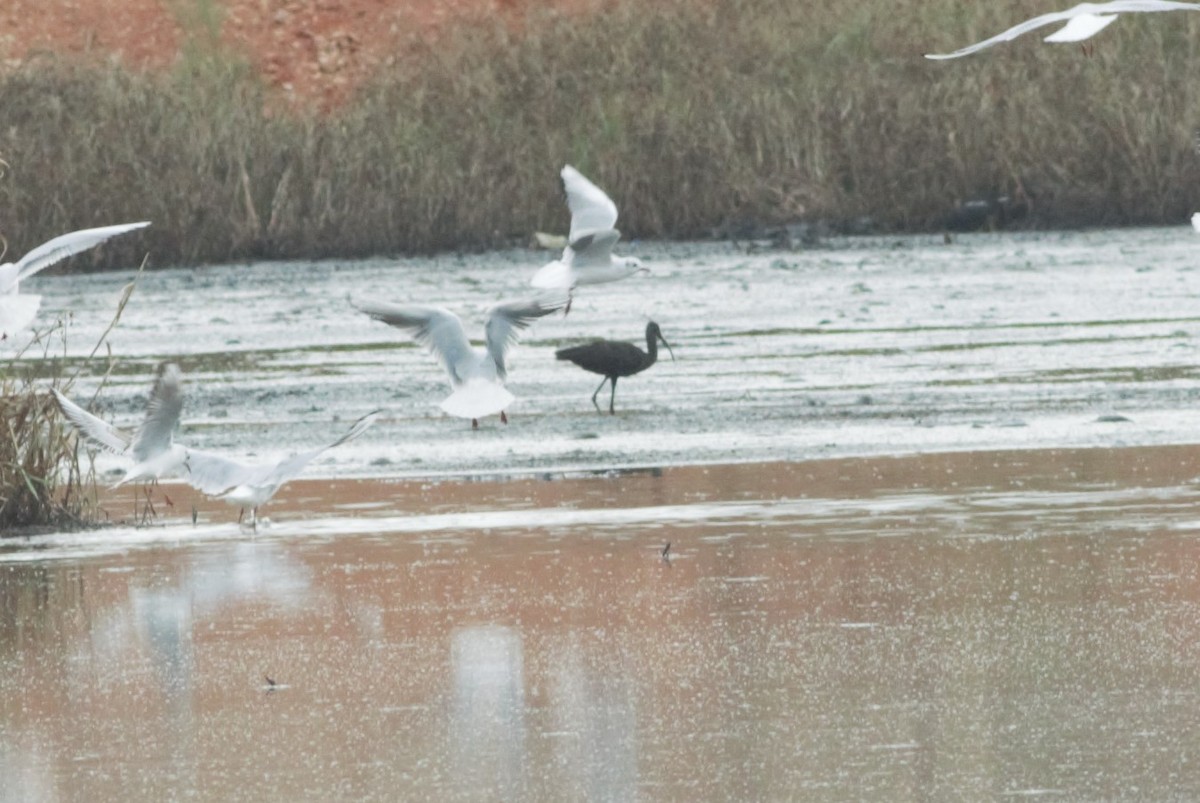 Glossy Ibis - ML130457441