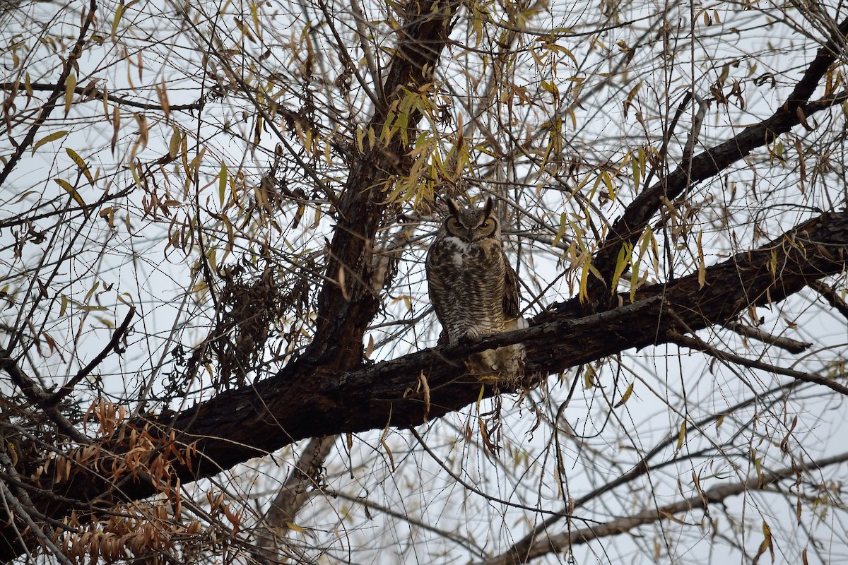 Great Horned Owl - Nathan Cross