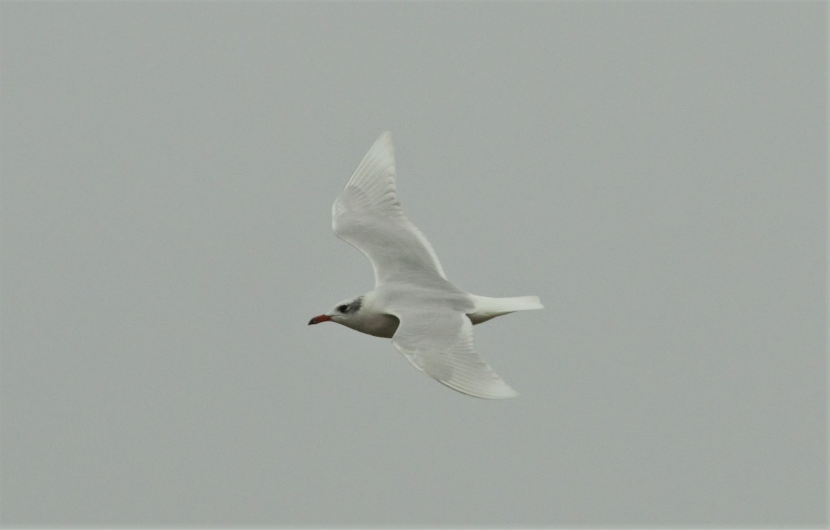 Gaviota Cabecinegra - ML130457681