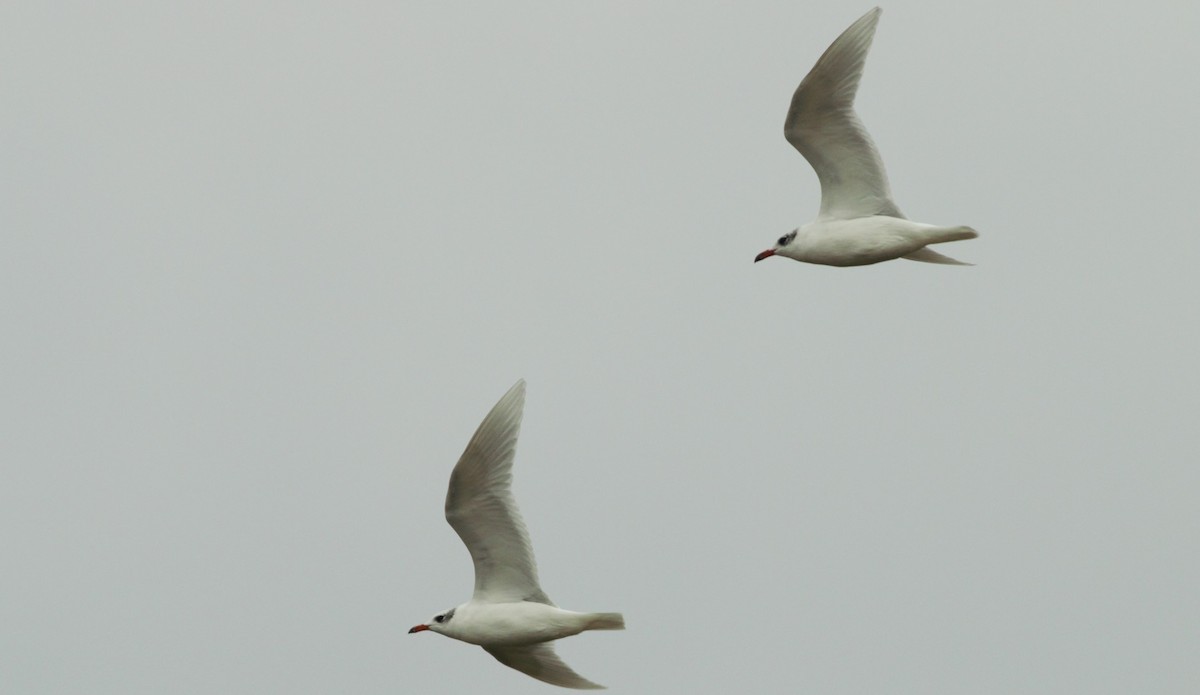 Mouette mélanocéphale - ML130457701